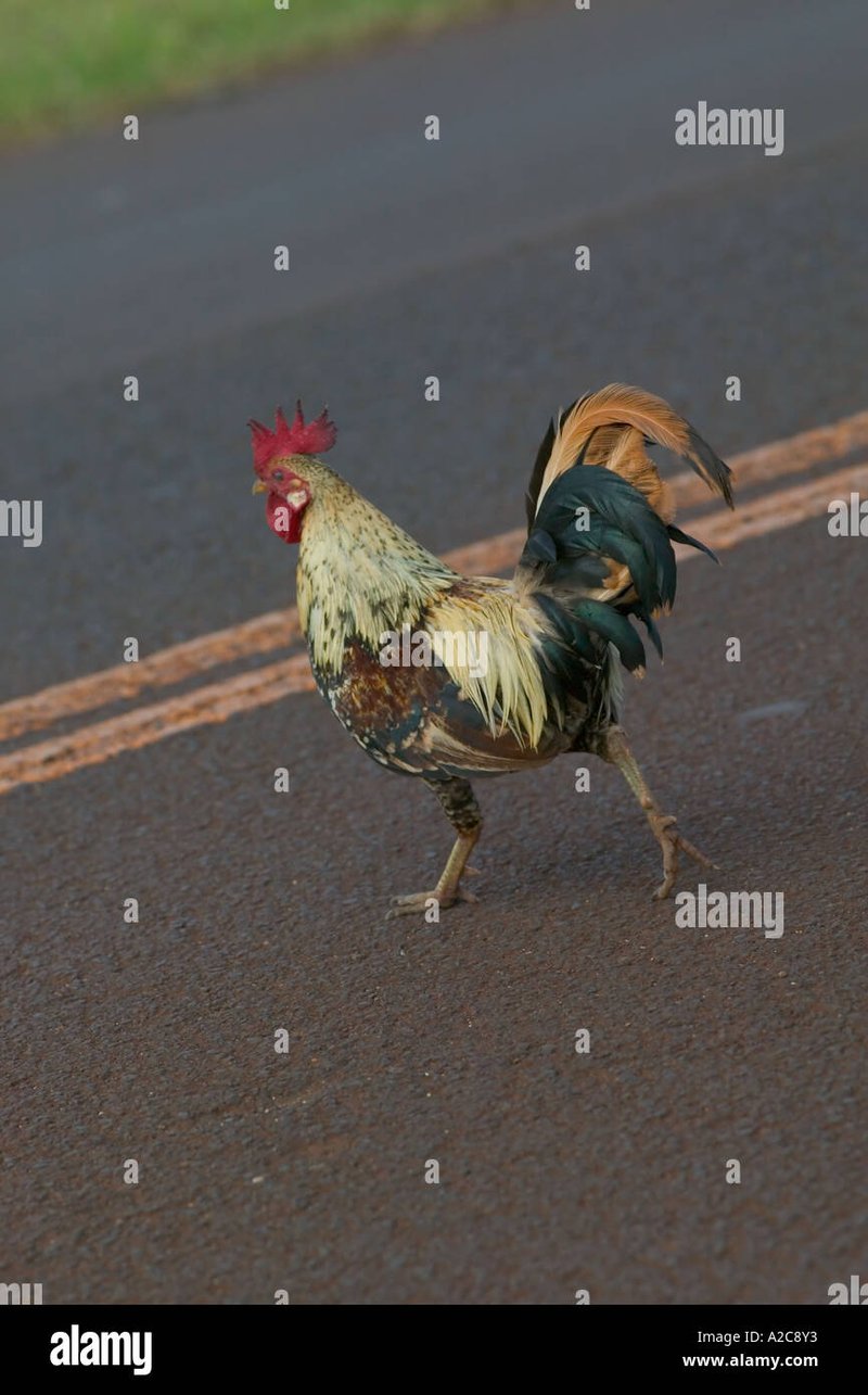 Guide de chicken road app