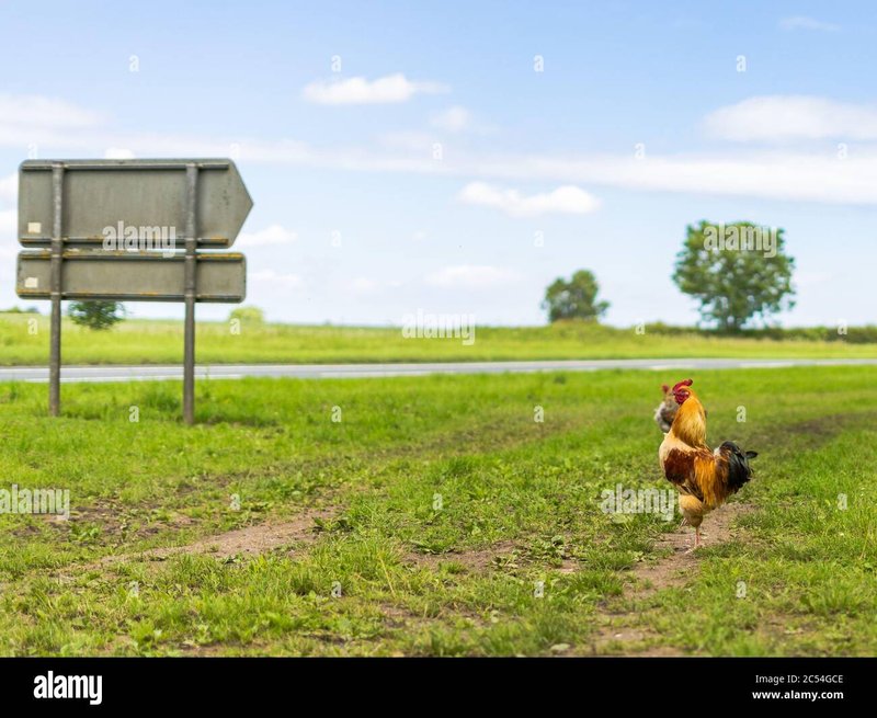 Het Belangrijke Geheim van het Populaire Gokspel Chicken Road