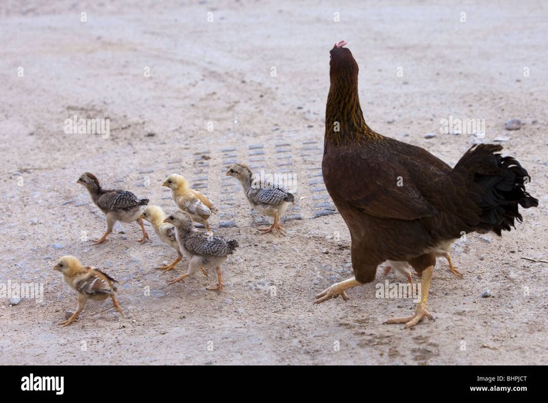Descubre el Exclusivo Juego de Azar Chicken Road en España Online - overview Descubre el Exclusivo Juego de Azar Chicken Road en España Online - overview