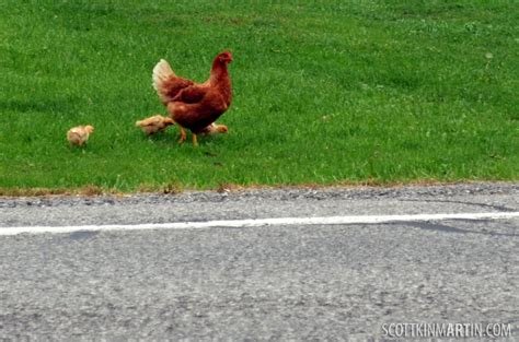 Descubre las emocionantes reglas del juego de Chicken Road en España en línea - overview